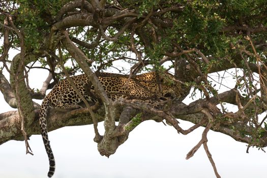 One leopard has settled comfortably between the branches of a tree to rest