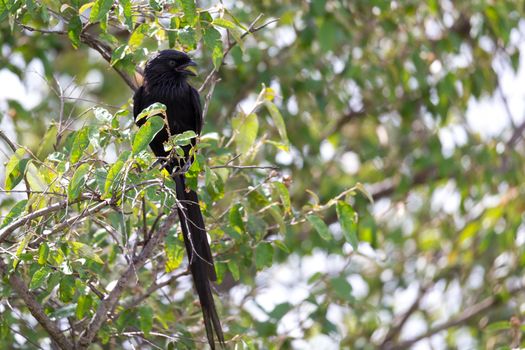 A local Kenyan birds in colorful colors sit on the branches of a tree