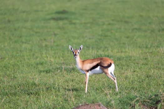 One very young Thomson Gazelle in the Kenyan grass landscape