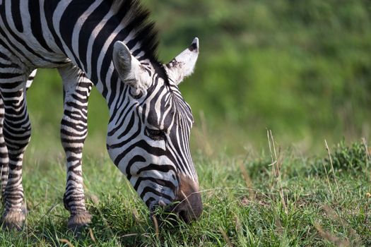 The closeup of a zebra in a national park
