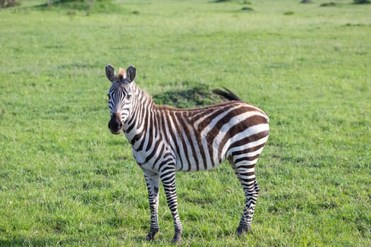 One little zebra in the savannah of Kenya