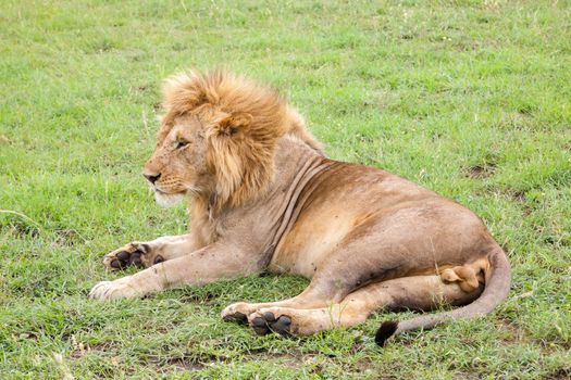 A big lion resting in the grass in the meadow