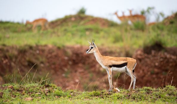 A Thomson's Gazelle in the grass landscape of the savannah in Kenya