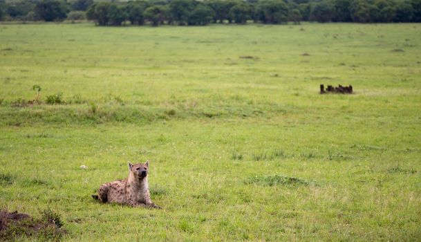 The hyena is lying in the grass in the savannah in Kenya