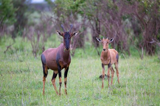 One Topi couple in the Kenyan savanna
