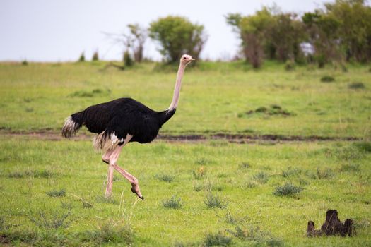 One male Ostrich bird runs through the grass landscape from the savannah in Kenya
