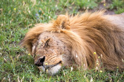 One big lion sleeps in the grass of the Kenyan savannah