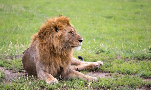 One big lion lies in the grass in the savanna of Kenya