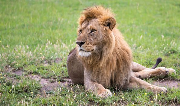 One big lion lies in the grass in the savanna of Kenya