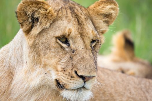 A portrait of a lioness, she lies in the grass in the savannah