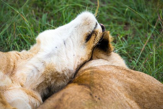 Some young lions cuddle and play with each other