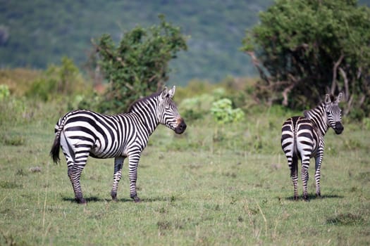 Some Zebras in the middle of the savannah of Kenya