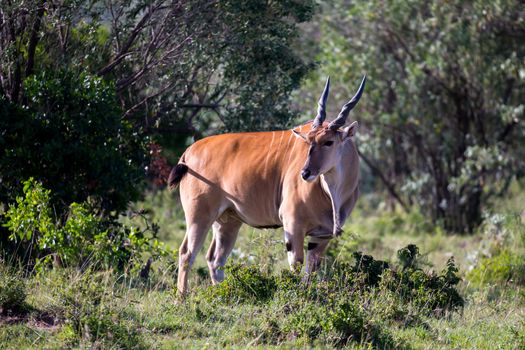 The antelopes in the grass landscape of Kenya