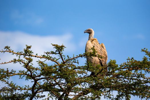 One big bird of prey sits on a branch