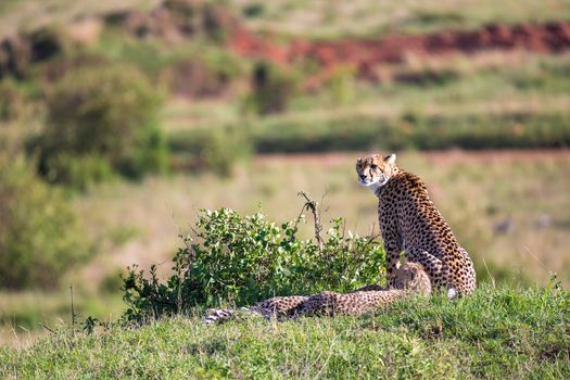 The cheetah mother with two children in the Kenyan savannah