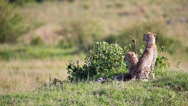 The cheetah mother with two children in the Kenyan savannah