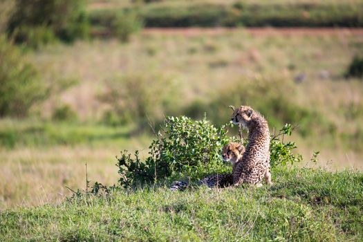The cheetah mother with two children in the Kenyan savannah