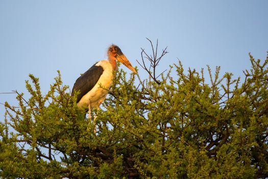 One big bird of prey sits on a branch