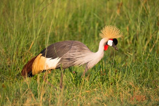 Very colorul native birds sit on branches