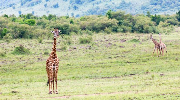 A Masai giraffe in the Kenyan savanna on a meadow