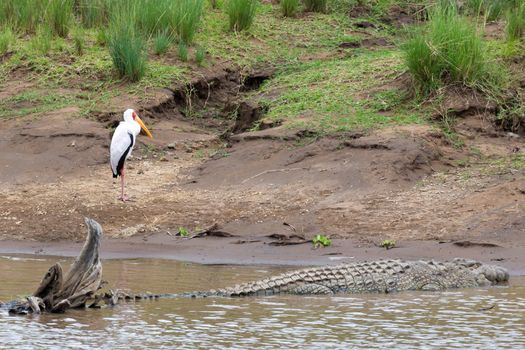 One crocodile lies on the stones near the water