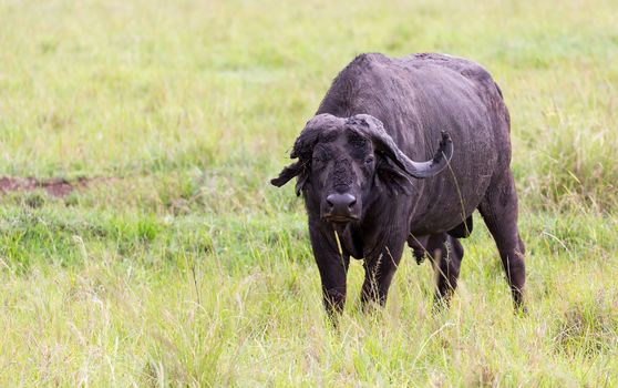 The buffalo is standing in the middle of the meadow in the grass landscape