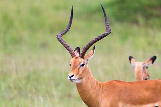 Lot of Impala antelopes in the grass landscape of the Kenyan savanna