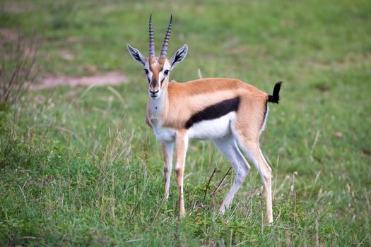 A Thomson Gazelle in the Kenyan savannah amidst a grassy landscape