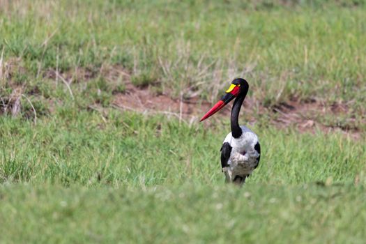 One stork with black red golden beak is standing in the grass