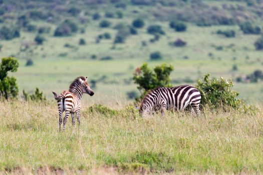 The Zebra family grazes in the savanna in close proximity to other animals