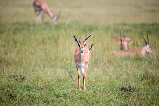 A Thomson Gazelle in the Kenyan savannah amidst a grassy landscape