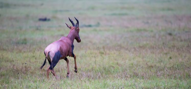 A Topi antelope in the grassland of Kenya's savannah