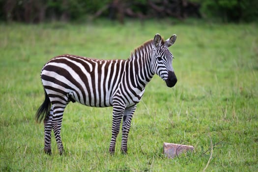 Some Zebras in the middle of the savannah of Kenya