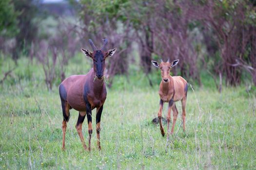 One Topi couple in the Kenyan savanna