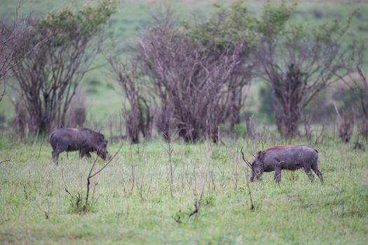 Some Warthogs are grazing in the savannah of Kenya