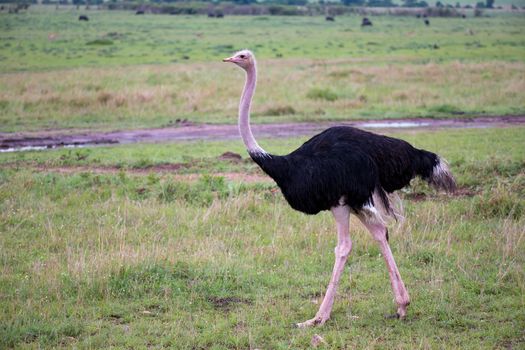 One male Ostrich bird runs through the grass landscape from the savannah in Kenya