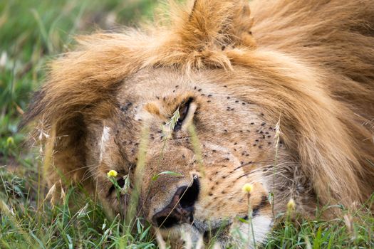 One big lion sleeps in the grass of the Kenyan savannah