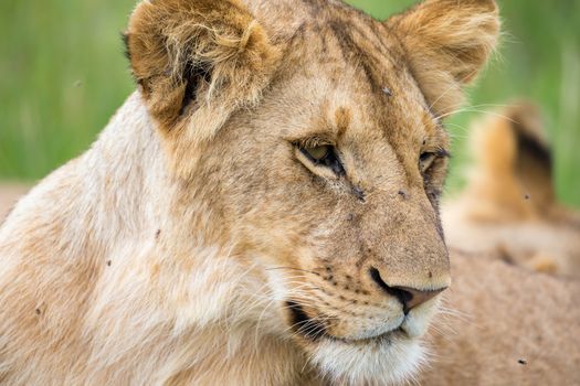 A portrait of a lioness, she lies in the grass in the savannah