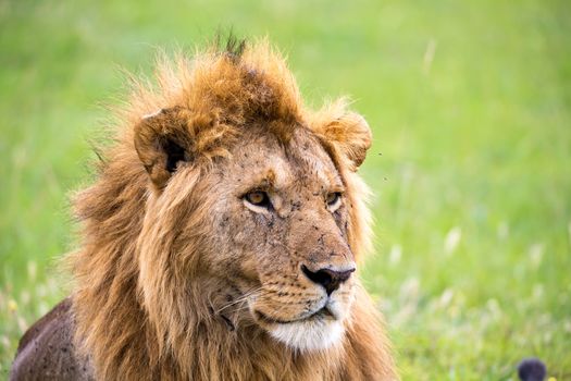 A face of a big lion in closeup