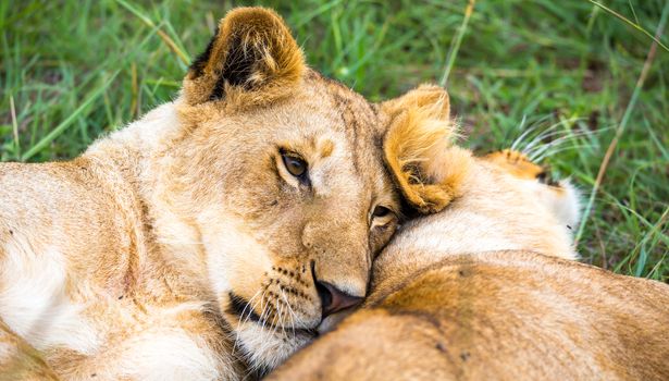 Some young lions cuddle and play with each other