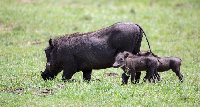 Some Warthogs are grazing in the savannah of Kenya