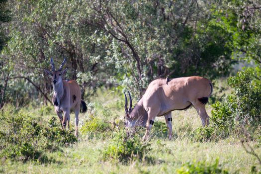 The antelopes in the grass landscape of Kenya