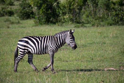 Some Zebras in the middle of the savannah of Kenya