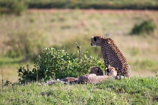 The cheetah mother with two children in the Kenyan savannah