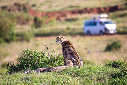 The cheetah mother with two children in the Kenyan savannah