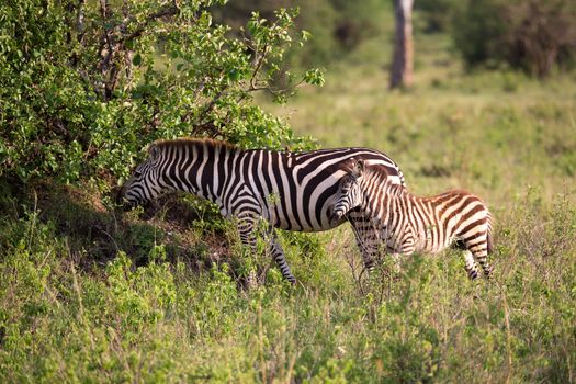 Some zebras run and graze in the savannah
