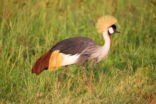 Very colorul native birds sit on branches