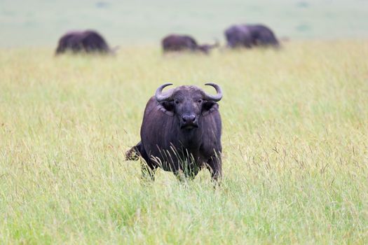 The buffalo is standing in the middle of the meadow in the grass landscape
