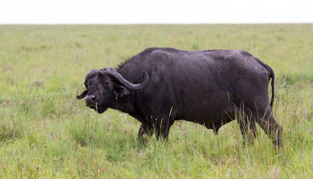 The buffalo is standing in the middle of the meadow in the grass landscape