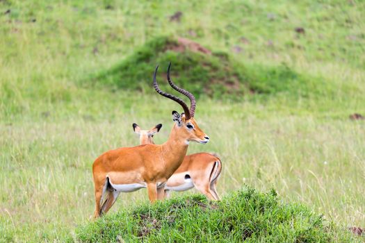 Lot of Impala antelopes in the grass landscape of the Kenyan savanna